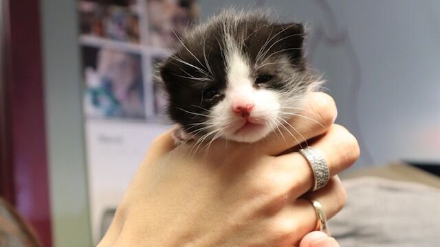 HSoP Kitten. jpeg